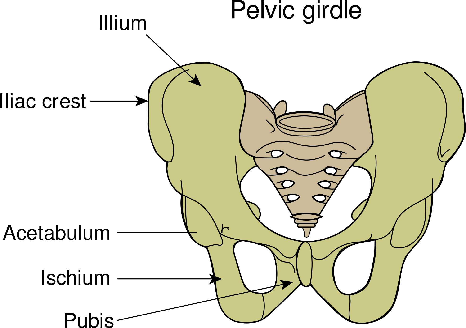 Google Search Musculoskeletal System, Squats, Deep - Gaktikaulis (2000x1442), Png Download