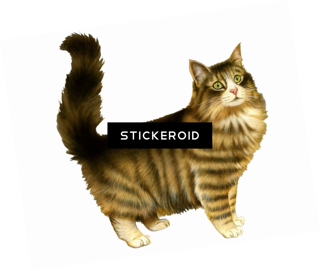 Cat - Am I A Cat 749178 1 White S T Shirt (1099x930), Png Download