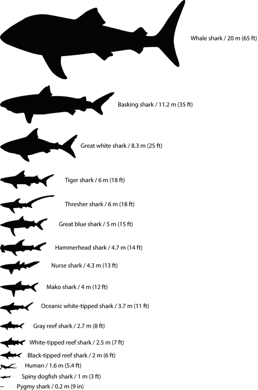 <p><strong>fig - 1 - 13 - </strong> Maximum Sizes - Sharks Name (530x800), Png Download