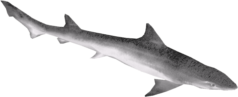 Narrownose Smooth-hound (826x826), Png Download