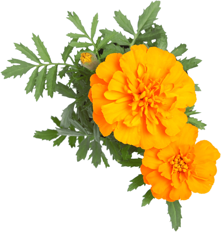 Yahoo Small Business - Email (800x838), Png Download