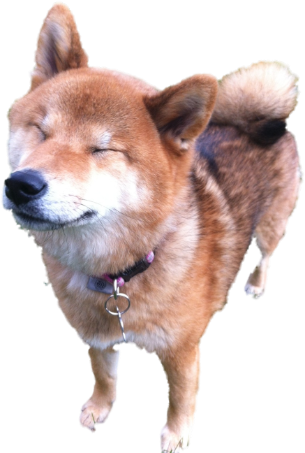 Supershibe (500x669), Png Download
