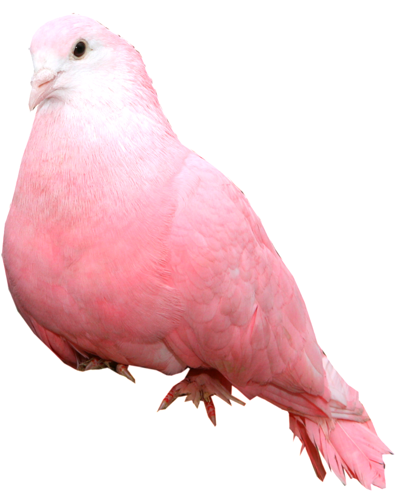 Paloma Estática Alta Definicion Png Estético - Pink Dove Bird (1024x1024), Png Download