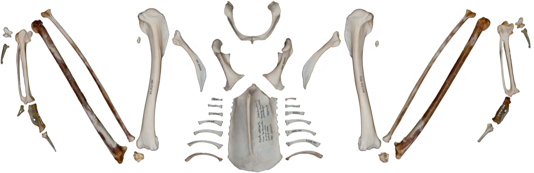 Weapon (1200x799), Png Download