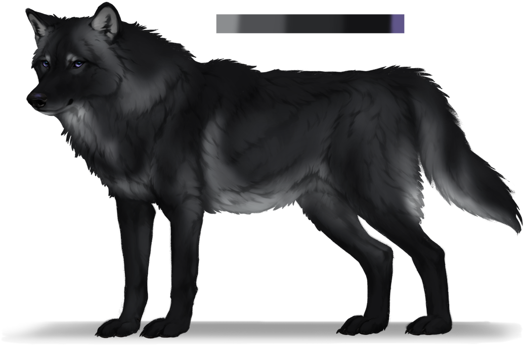 For Dead Anyway - Schipperke (1100x774), Png Download