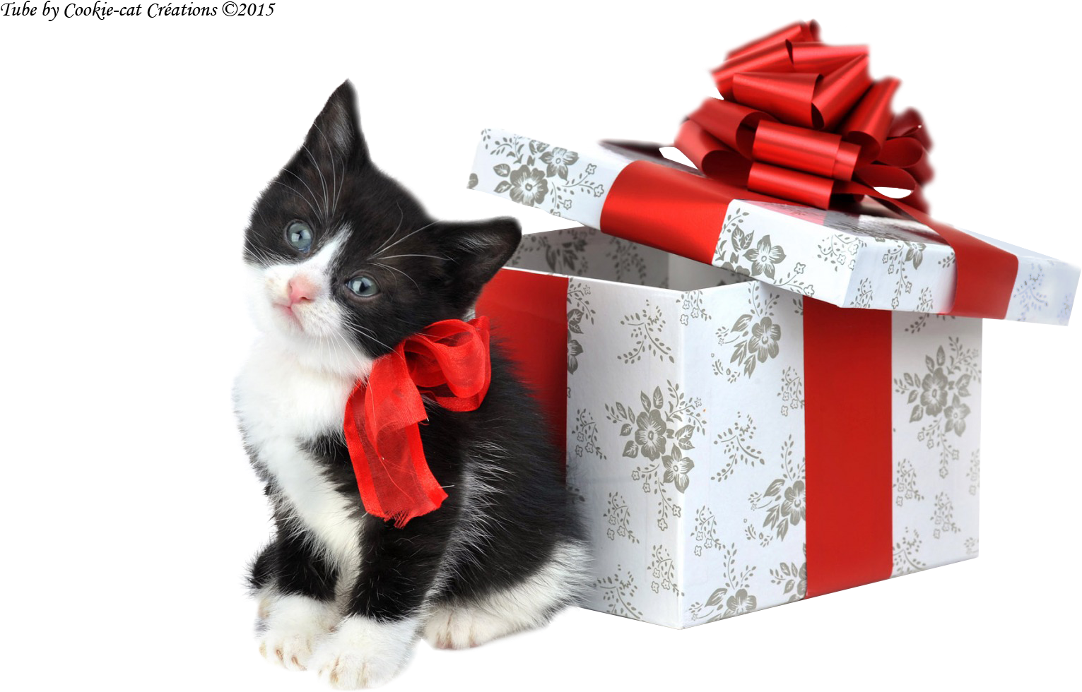 Cookie Cat Créations - Christmas Puppy And Kitten (1680x1050), Png Download