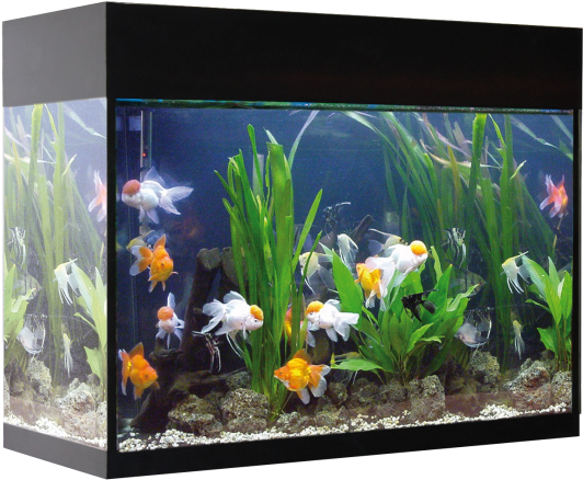 Kit Aqualux 45l Filtro Interior Negro - Acuarios De 50 Litros (650x650), Png Download