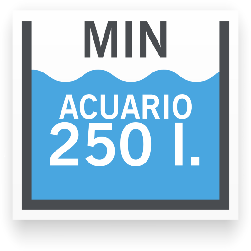Tamaño De Acuario Mínimo Para Chaetodon Collare - Sat Kurier (800x800), Png Download