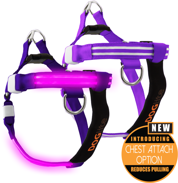 Double Trouble Led Dog Harness - Dog (770x771), Png Download