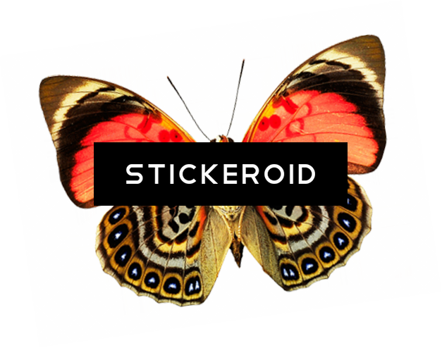 Butterfly Insects - Photograph Photograph Photograph Tile Coaster (627x494), Png Download