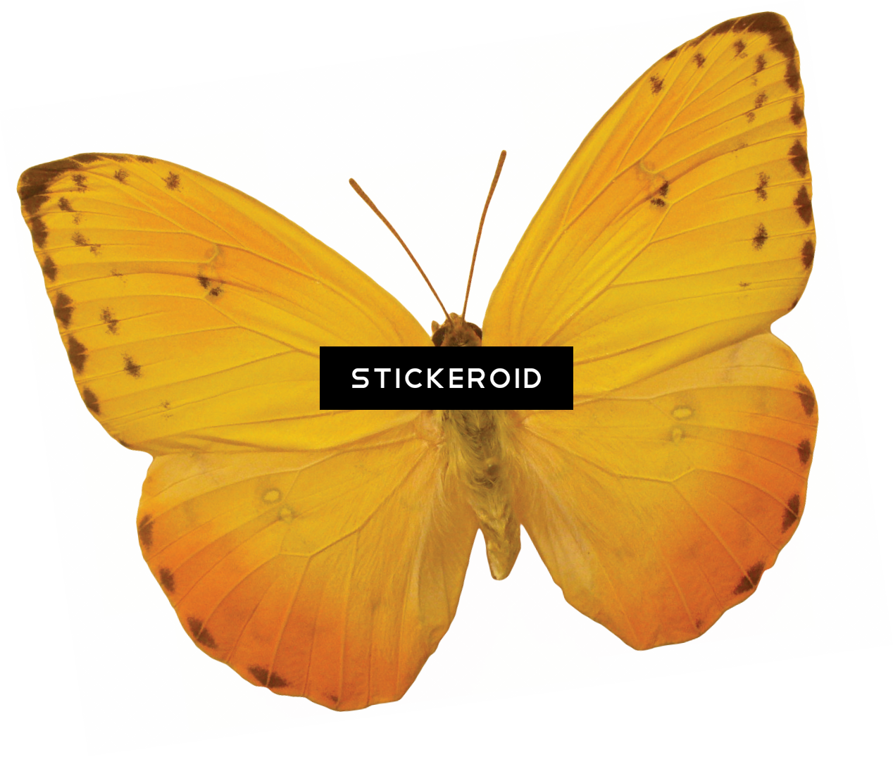 Butterfly Insects - Gerahmtes Poster Briella-serie 28, Grafikdruck East (1268x1075), Png Download