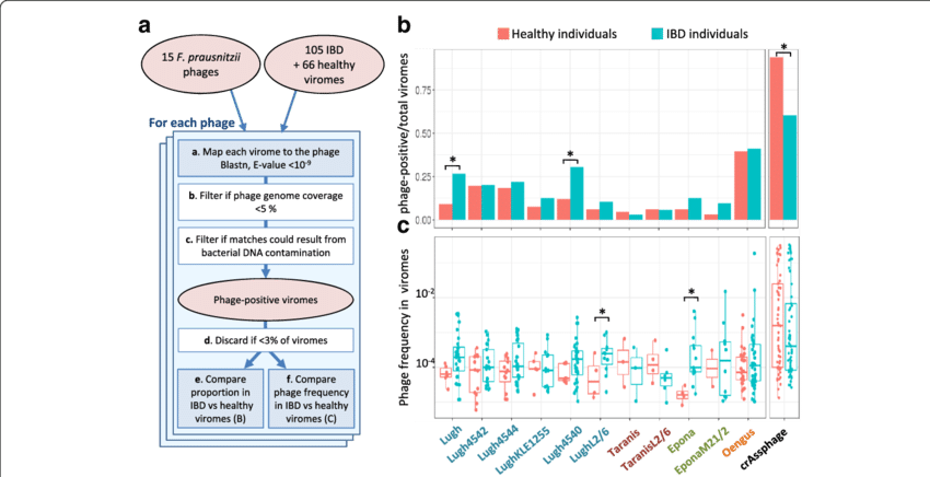 Prausnitzii Phages In Healthy Versus Ibd-diseased Individuals - Diagram (850x436), Png Download