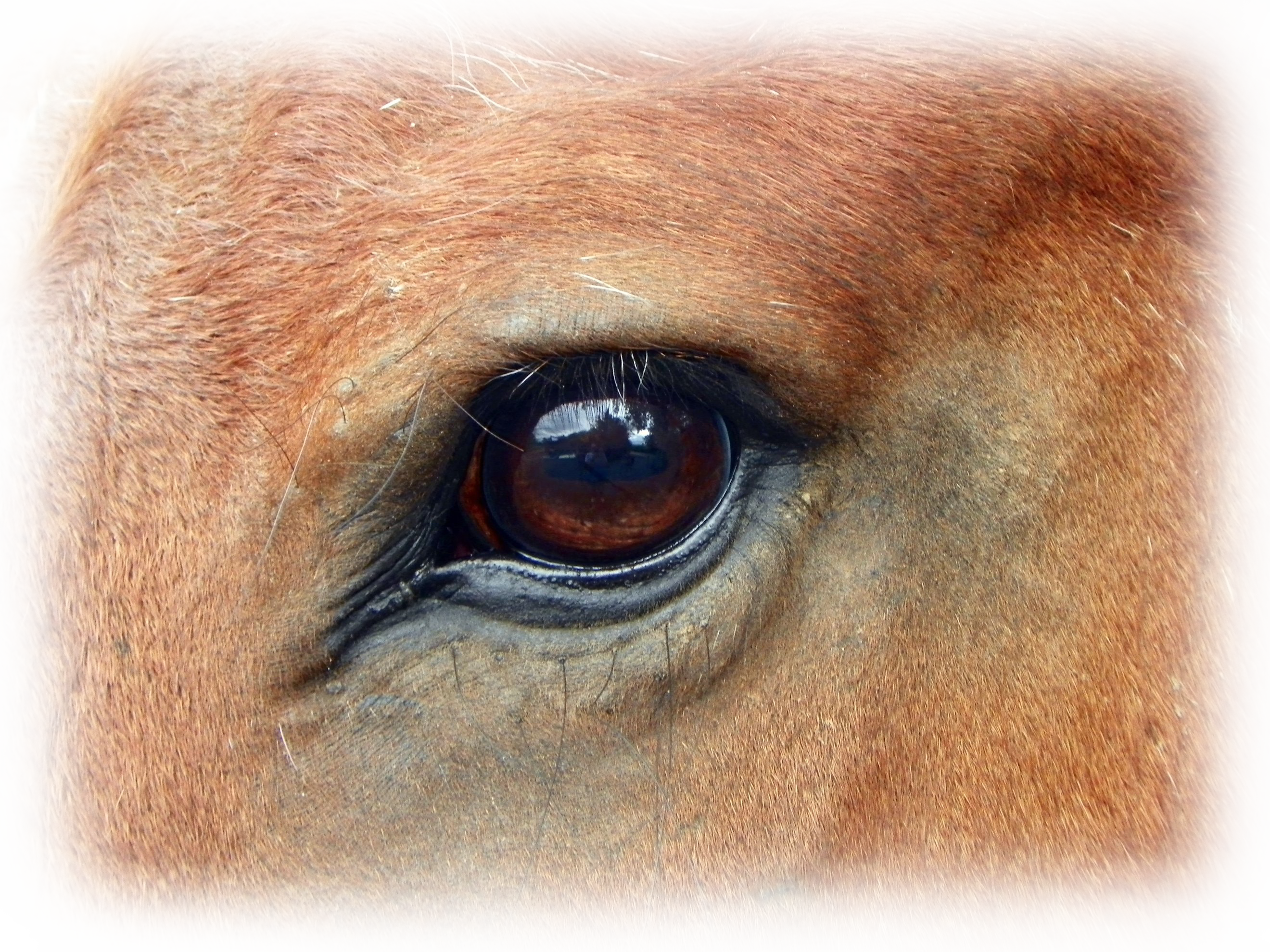 Horse-eye - Horse Eyes (2640x1980), Png Download