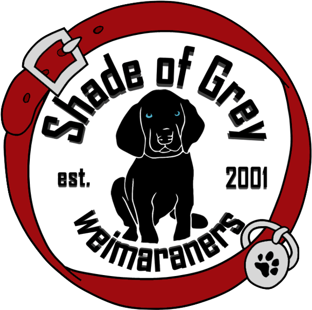 2018 Shade Of Grey Weimaraners - Testing (675x621), Png Download