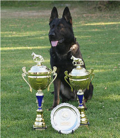 Schipperke (1235x460), Png Download