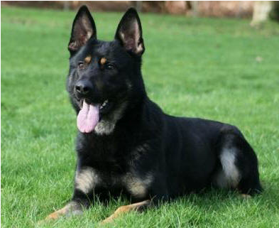 Old German Shepherd Dog (1148x457), Png Download