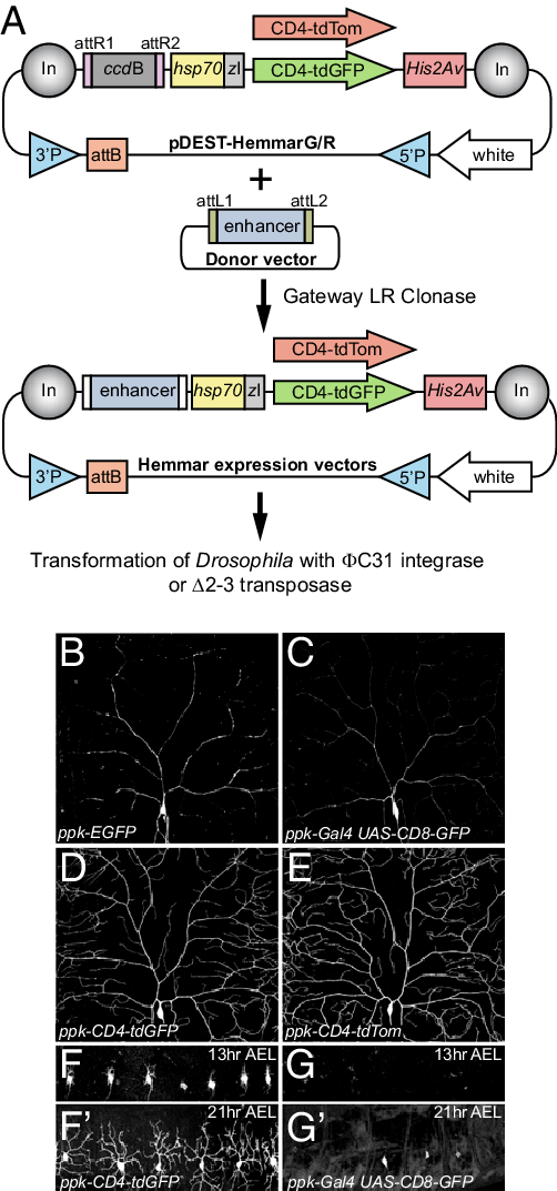 The Hemmar Vectors For Making Enhancer-driven Membrane (502x1073), Png Download
