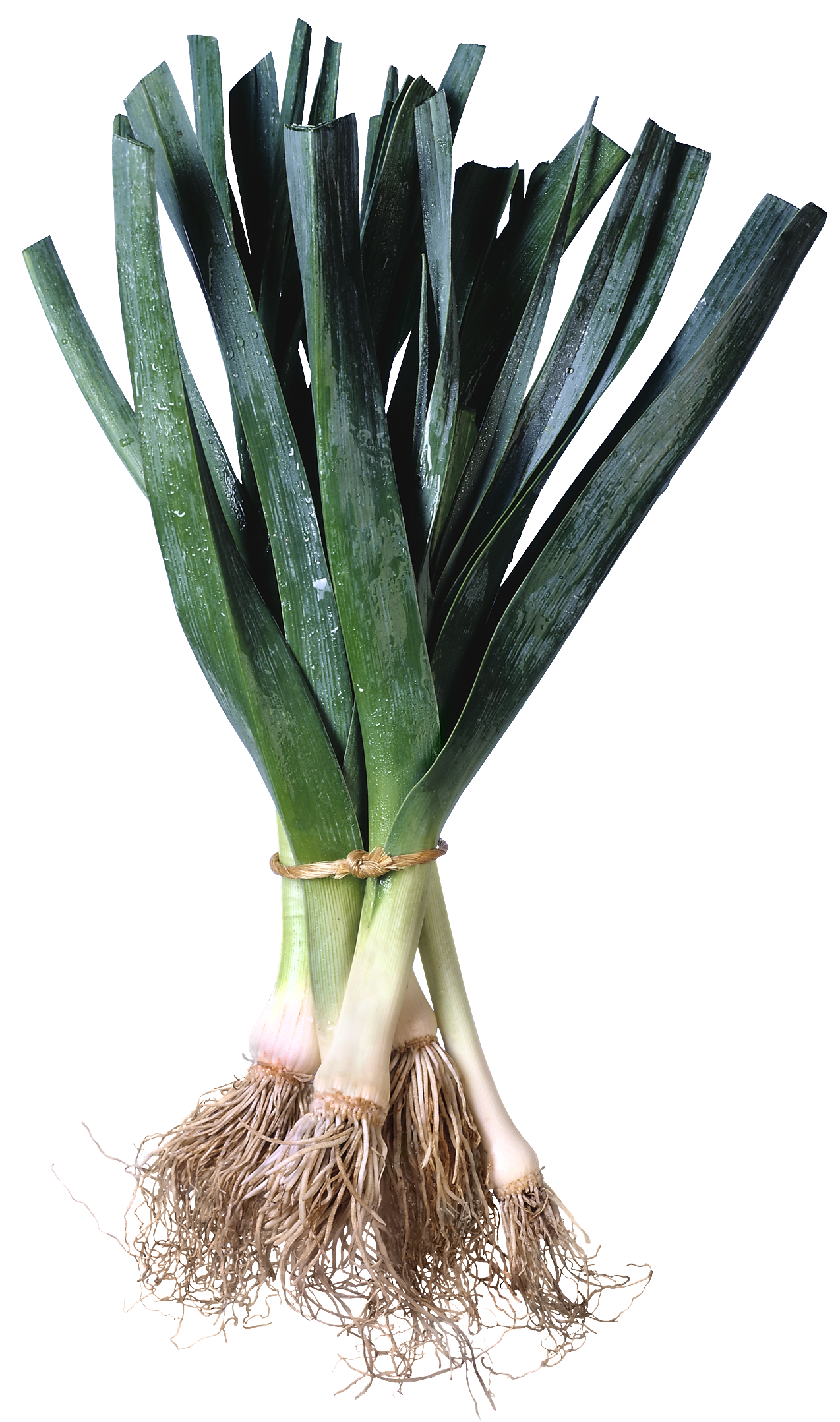 Leek Png - Leeks Grocery Signs (3-track Fresh Look (1274x2157), Png Download