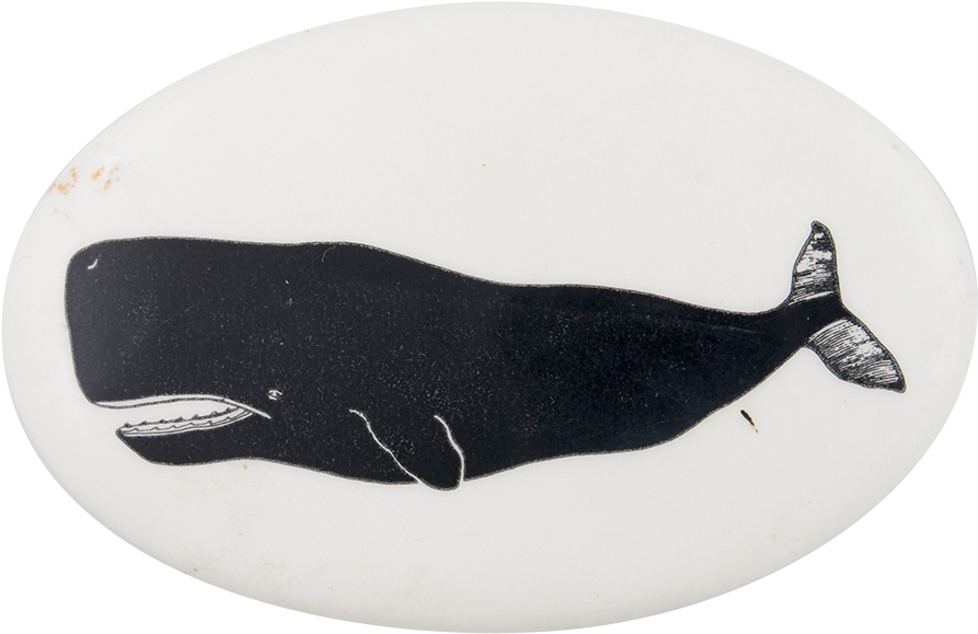 Sperm Whale (1000x663), Png Download