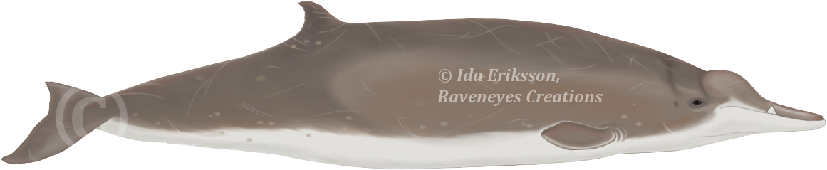 Baleia De Bico De Sowerby (1200x282), Png Download