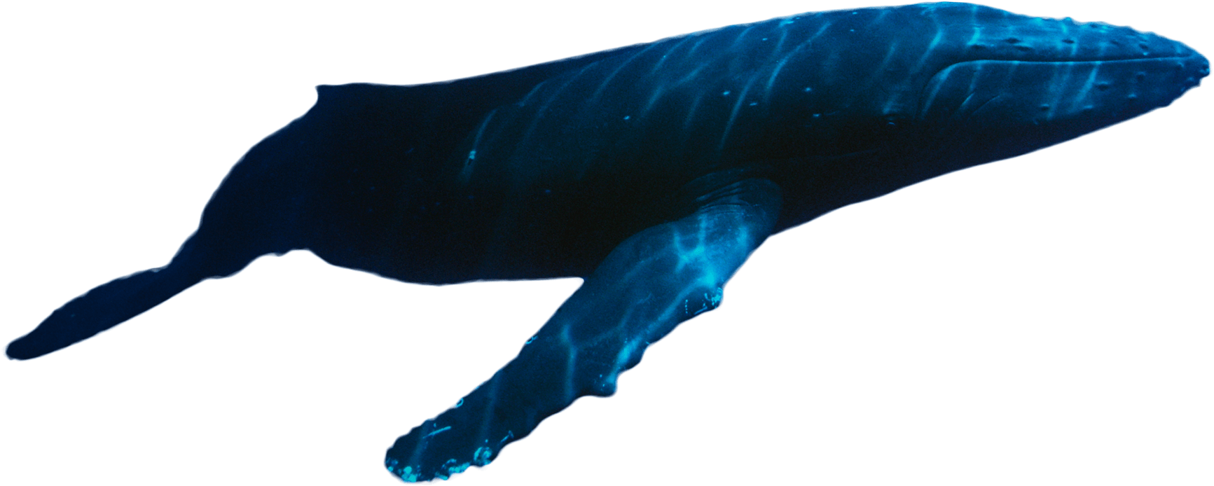 A Guide To Swimming With Whale Sharks In Mexico - Whale Swimming Png (1733x694), Png Download