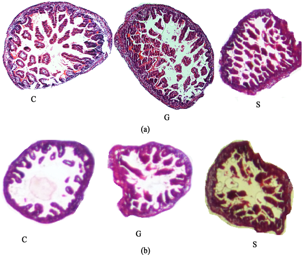 Photomicrography (100x) Of Intestines Of G 1 Rats - Large Intestine (903x502), Png Download