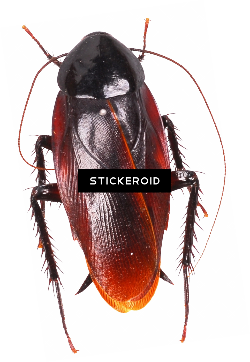 Roach - Cockroach Moving Animation (967x1399), Png Download