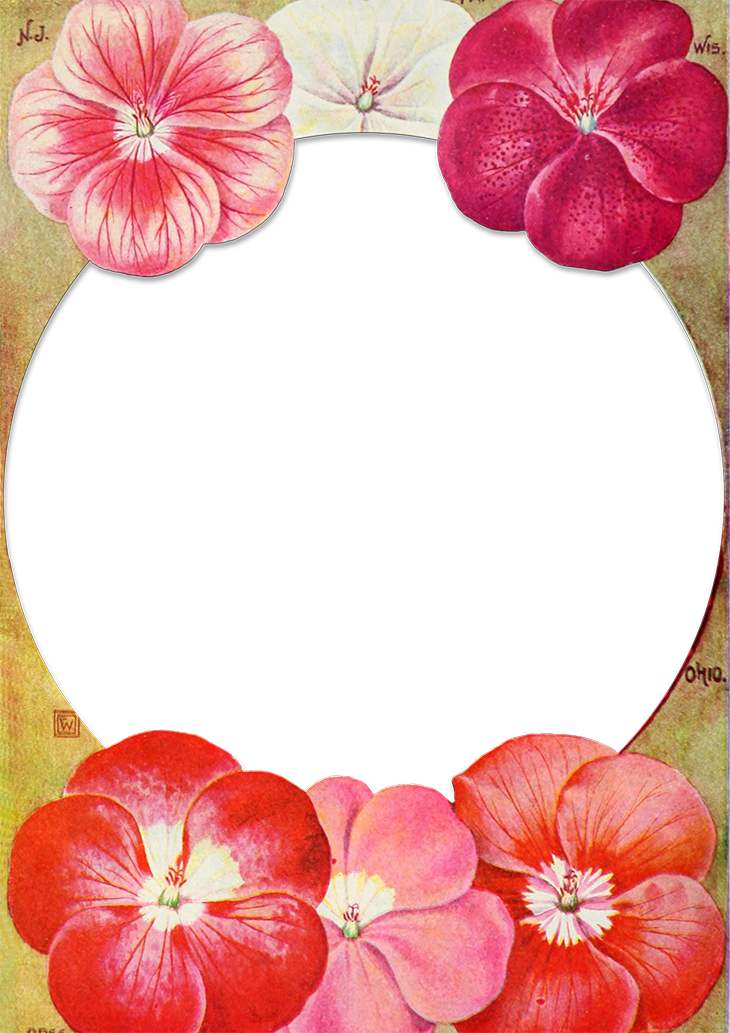 Wings Of Whimsy - Anthurium (730x1033), Png Download