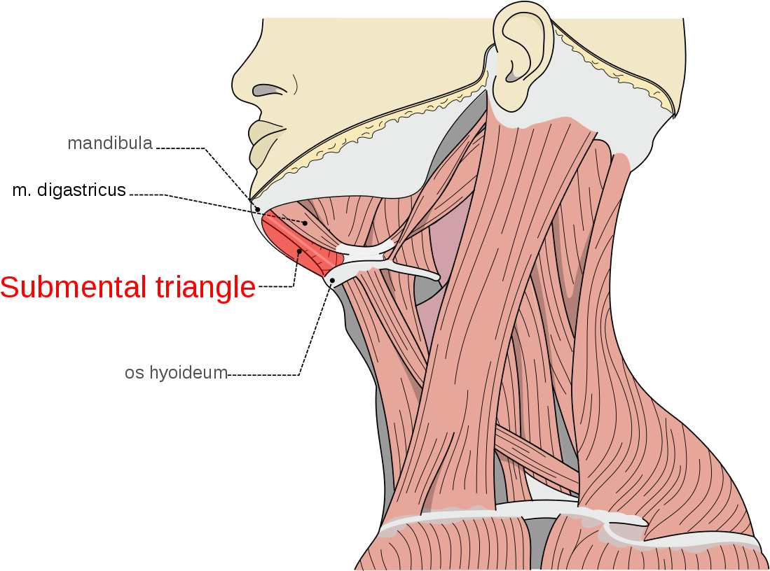 Submental Triangle (1200x815), Png Download