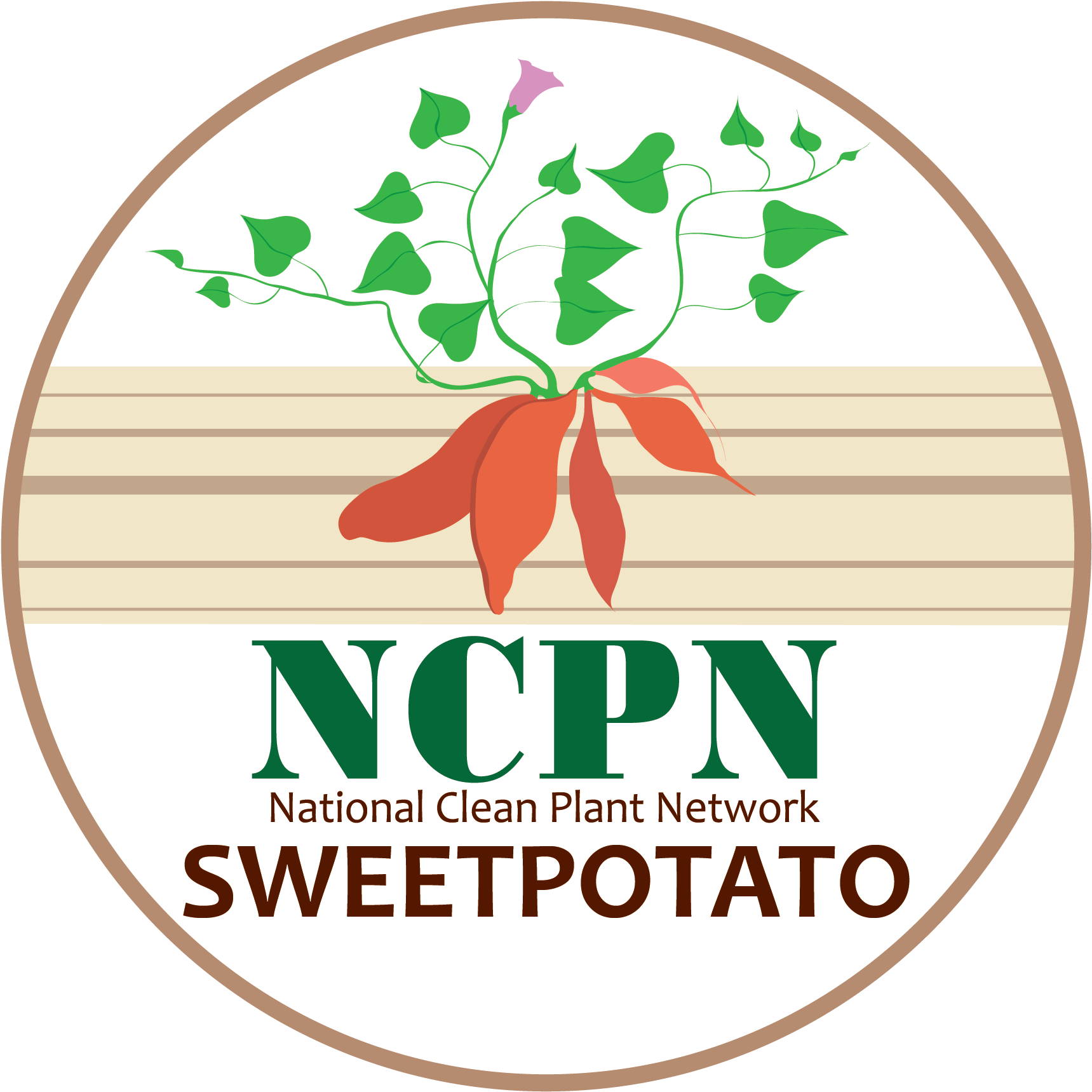 Ncpn-sweetpotato Png - Thumb (2268x1718), Png Download