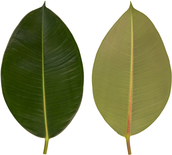 Black Cherry (600x529), Png Download