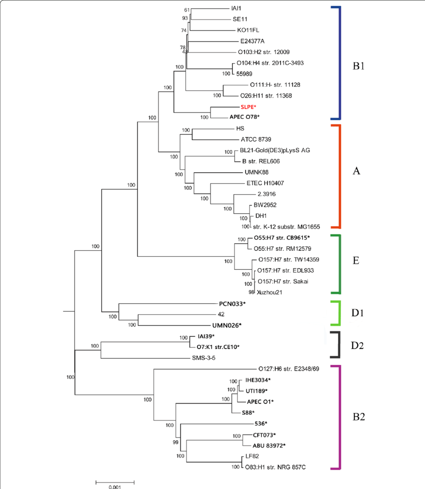 Phylogenomic Tree Of The 43 E - Diagram (850x977), Png Download