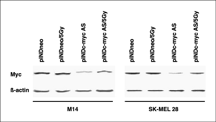 Levels Of Myc Protein In Both M14 And Sk Mel28 Pindneo, - Parallel (737x418), Png Download