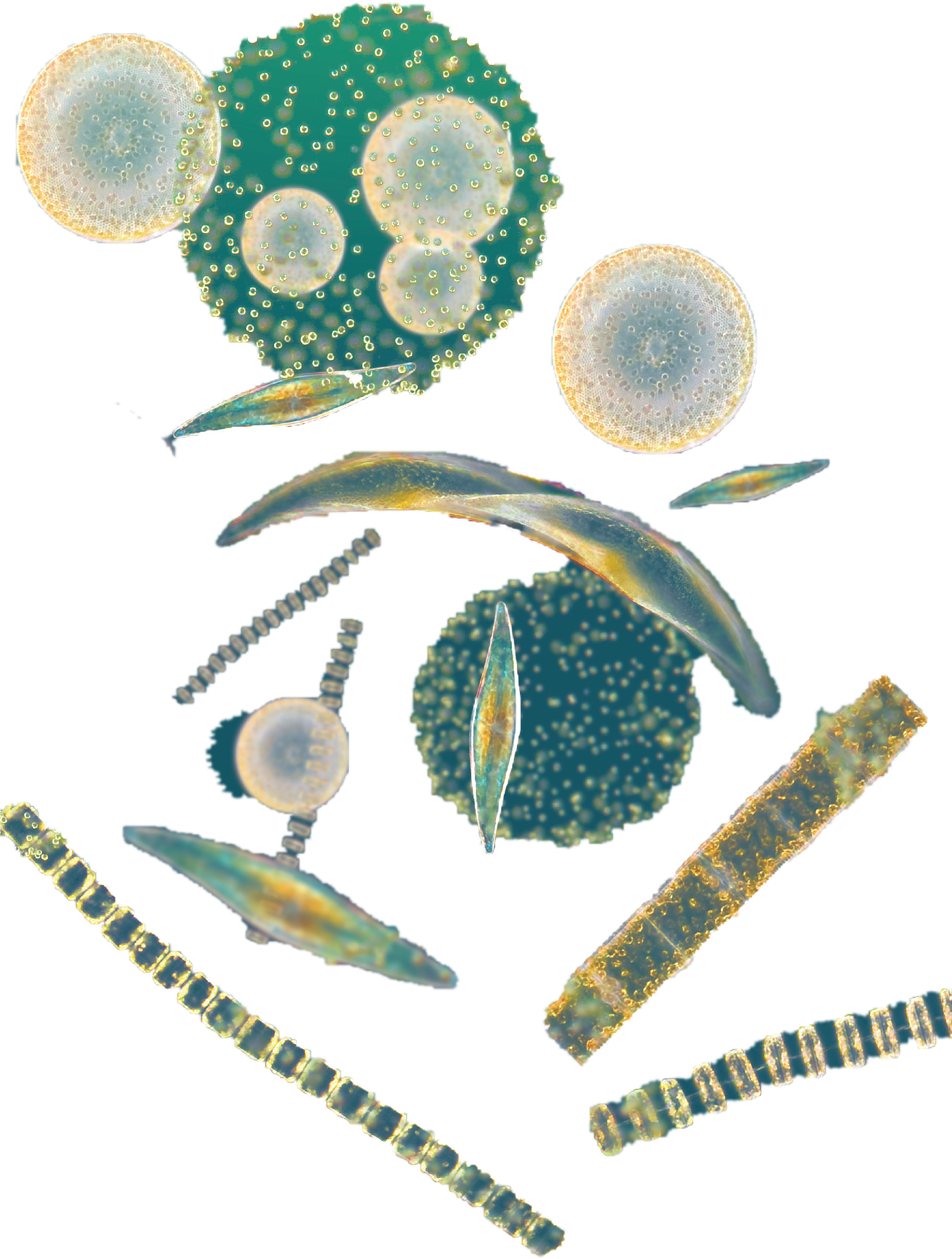 Phytoplankton (2647x4728), Png Download