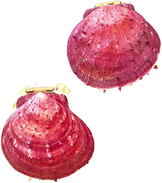 Picture Of { Seashell Jewelry Box] - Shell Jewelry (1200x800), Png Download