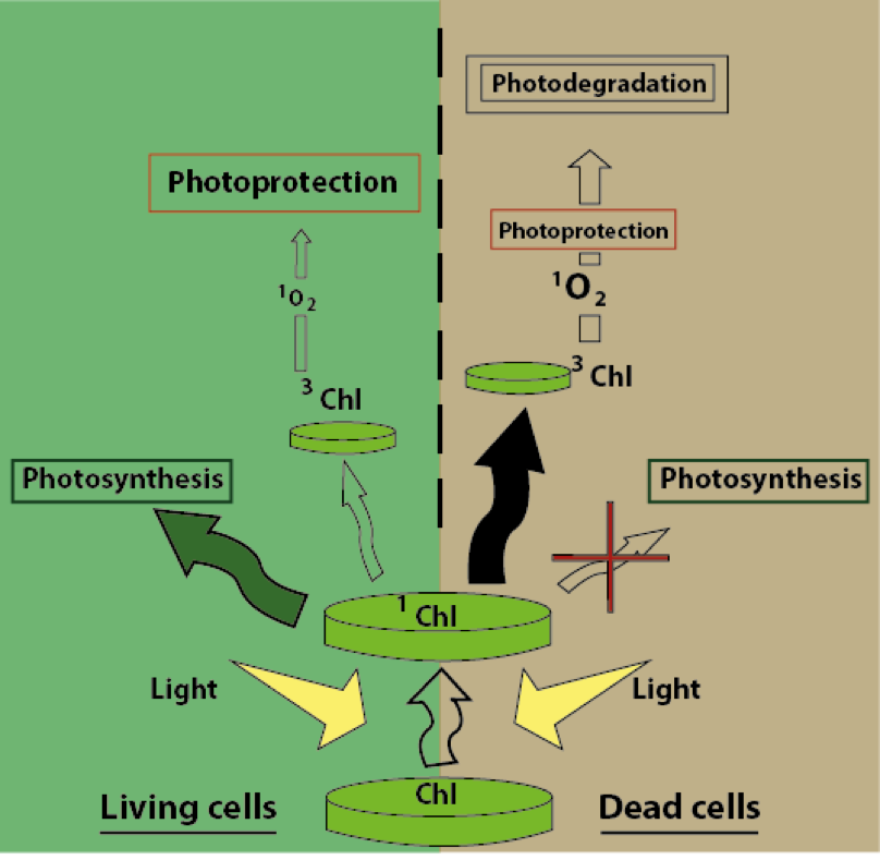 Process Of Photodegradation In Living And Dead (right) - Photodegradation Process (808x789), Png Download