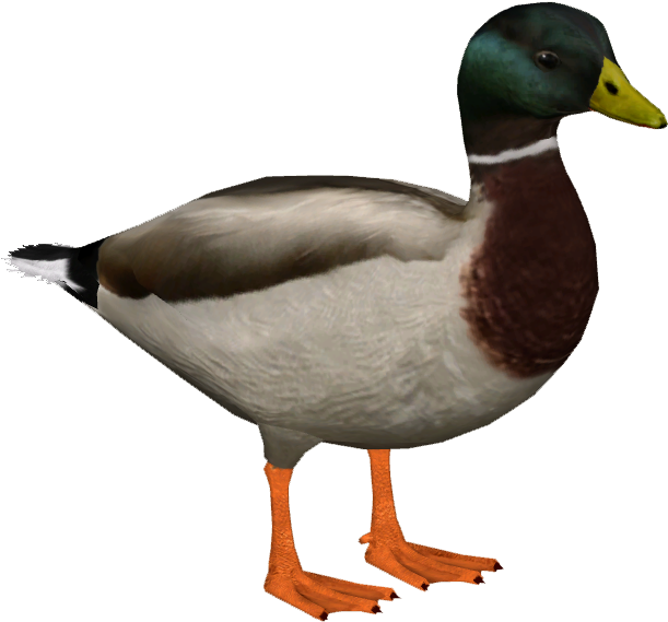 Mallard M (610x610), Png Download