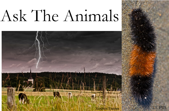 Effects Of The Rain, And When It Will Rain Next, We - Wellman Center For Photomedicine (860x484), Png Download