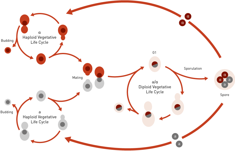 What Is Yeast Yeast Life Cycle - Yeast Reproduction Cycle (940x605), Png Download