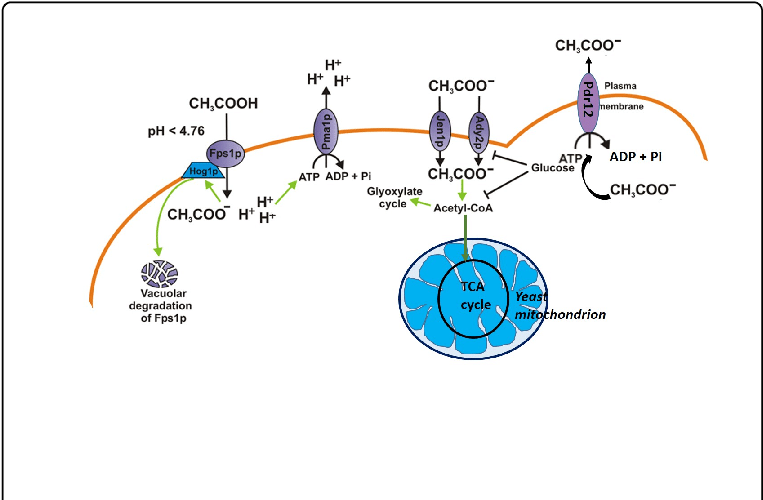 Schematic Representation Of The Yeast Plasma Membrane - Monocarboxylate Transporter & Acss (769x503), Png Download