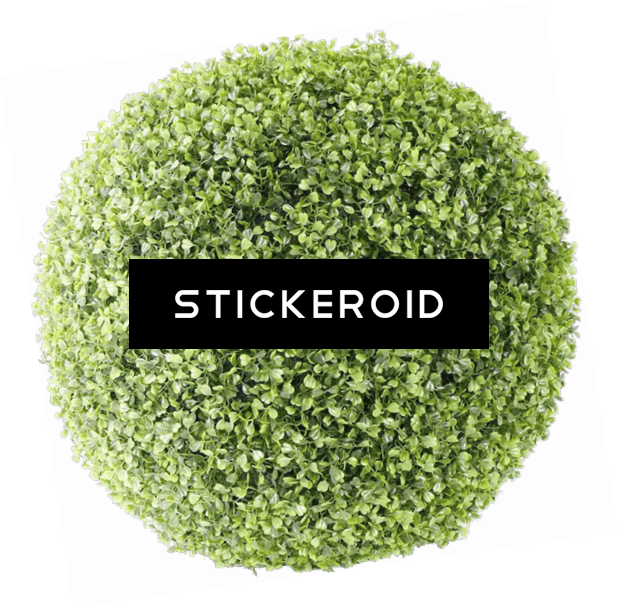 Bush Ball (618x608), Png Download