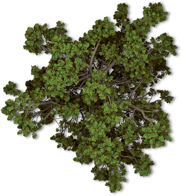 Free Tree Plan Png - Arboles En Planta Png (722x775), Png Download