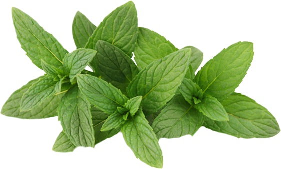 Mint Transparent Png - Antifungal Tea Tree Oil Foot Soak With Epsom Salts (563x338), Png Download