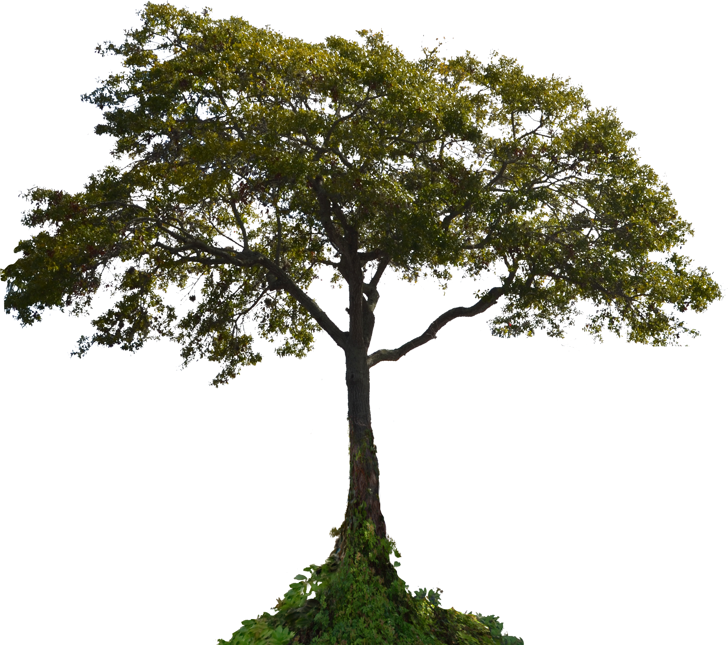Tree Png Photo Pic Png Images - Tree Png Stock (3480x2704), Png Download