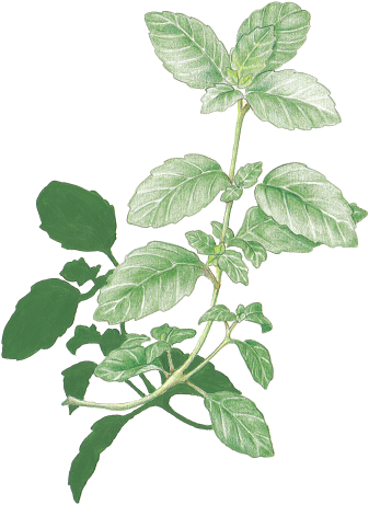 Mint - Herb Transparent (345x469), Png Download