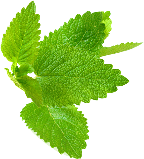 Mint Png File - Lemon Balm Png (500x542), Png Download