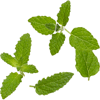 Mint Leaf Png Graphic Freeuse Download - Mint Leaf Png (400x400), Png Download