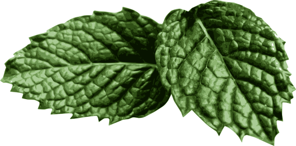 How To Set Use Mint Leaves Clipart (600x296), Png Download