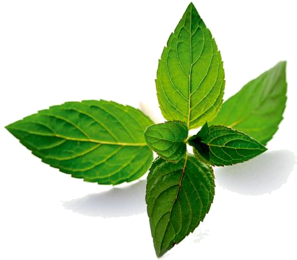Pepermint Png - Mentha Piperita Oil (438x380), Png Download