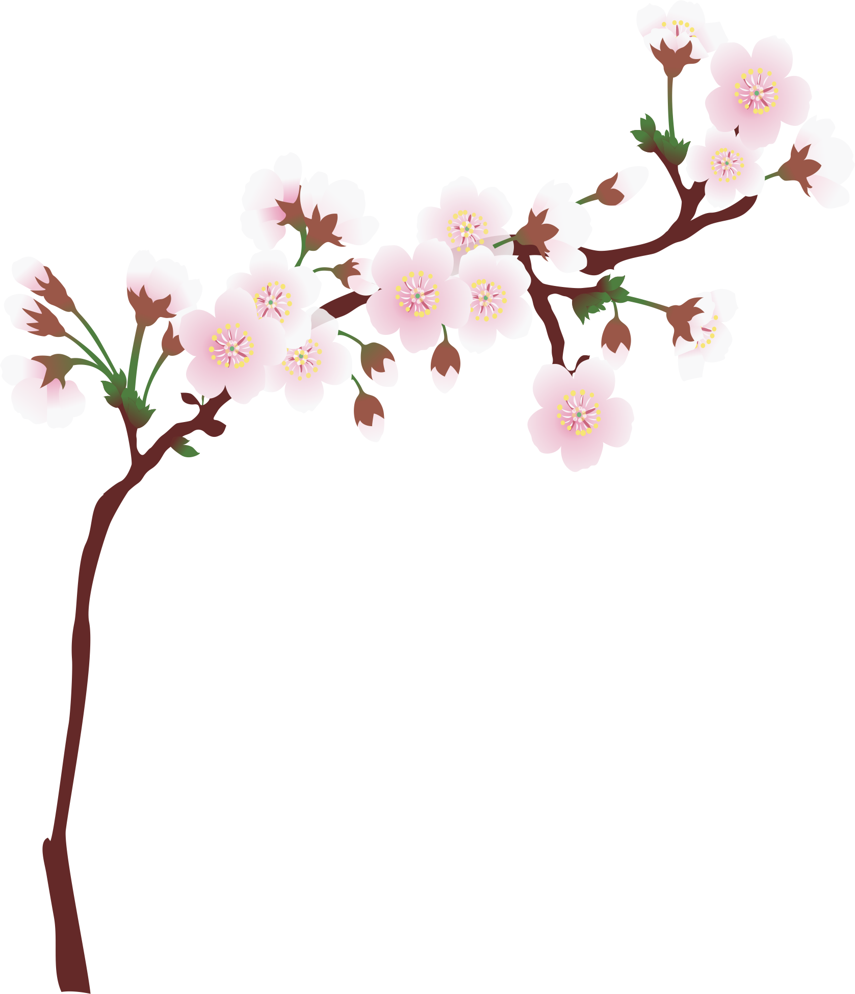 Graphic Library Download Branch Transparent Spring - Cherry Tree Branch Png (1677x1950), Png Download